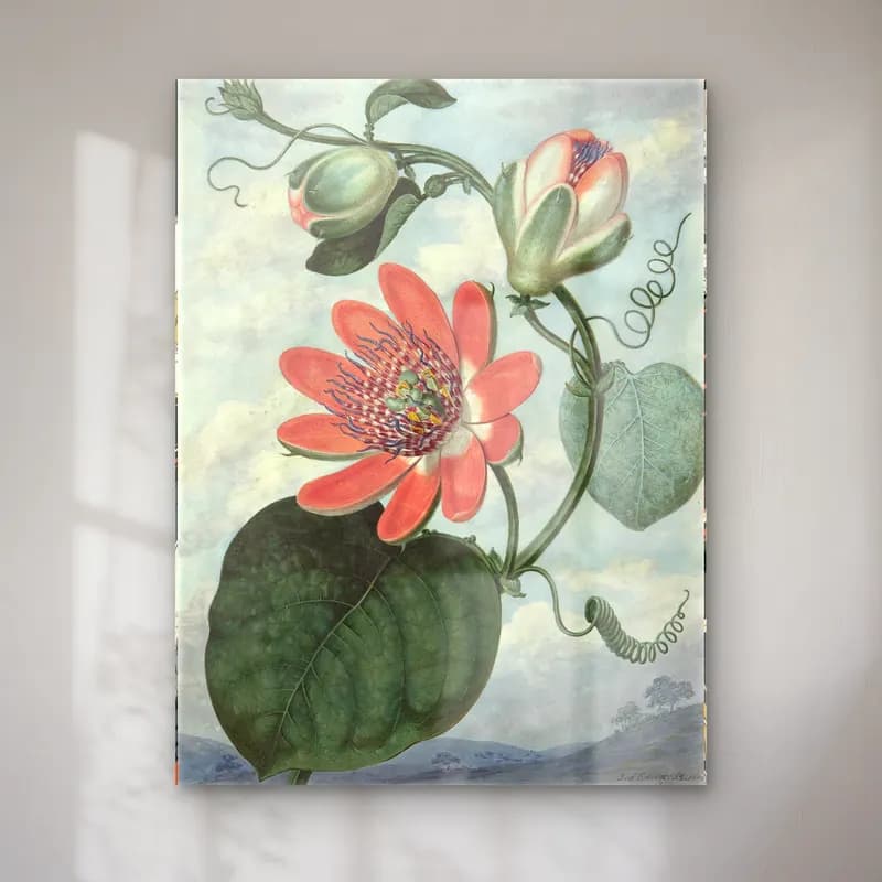 Botanik İllüstrasyon Lotus Çiçekleri No. 3 cam tablo — Botanik İllüstrasyon Lotus Çiçekleri No. 3 — botanik i̇llüstrasyon lotus çiçekleri
