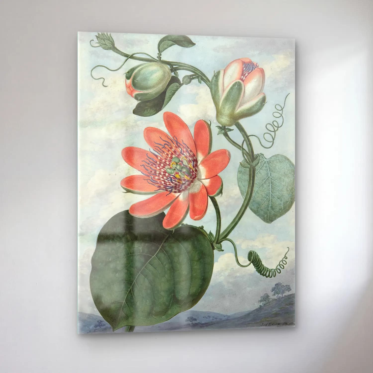 Botanik İllüstrasyon Lotus Çiçekleri No. 3 cam tablo — sol açıdan görünüm