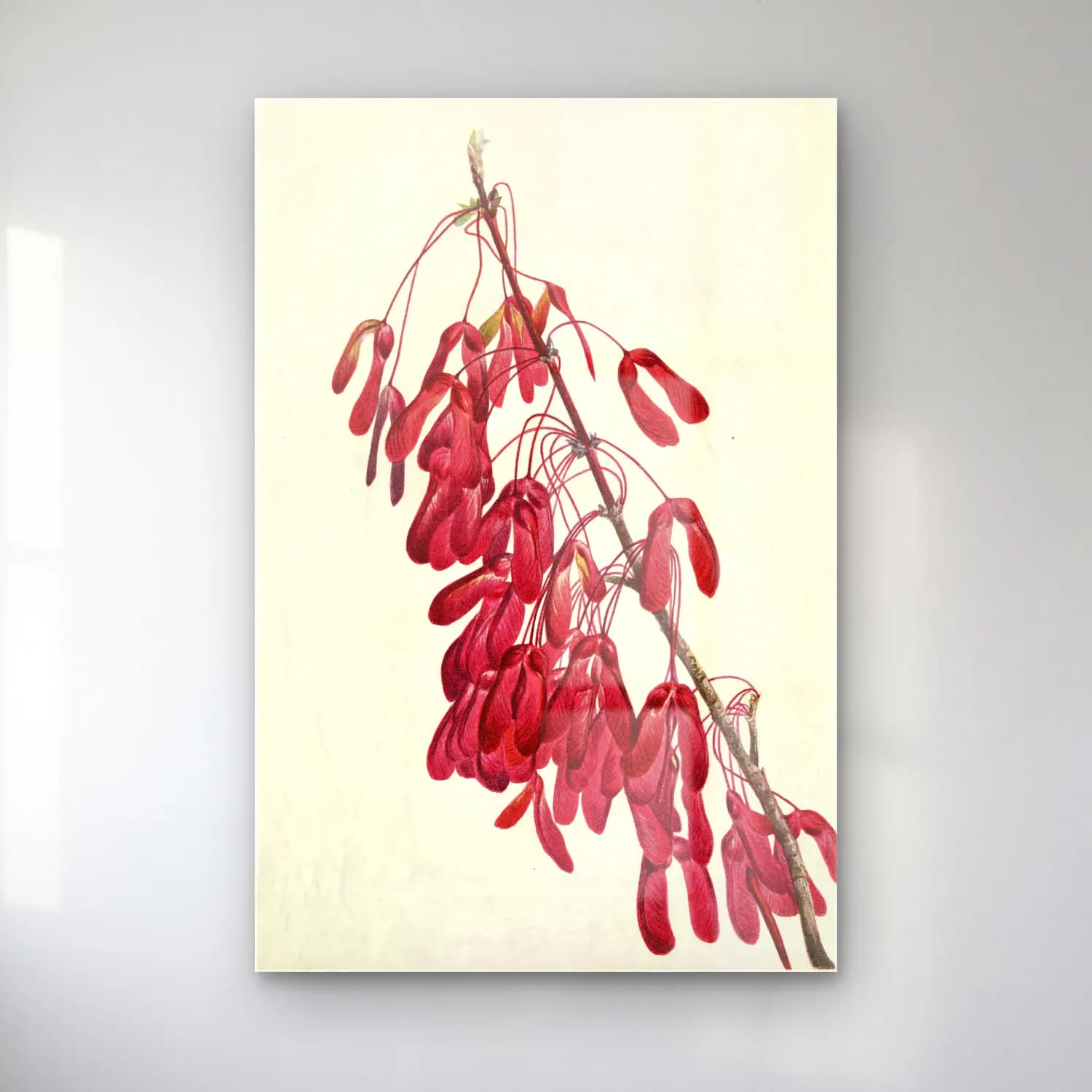 Botanik İllüstrasyon Botanik Yapraklar No. 37 cam tablo — Botanik İllüstrasyon Botanik Yapraklar No. 37 — botanik i̇llüstrasyon botanik yapraklar