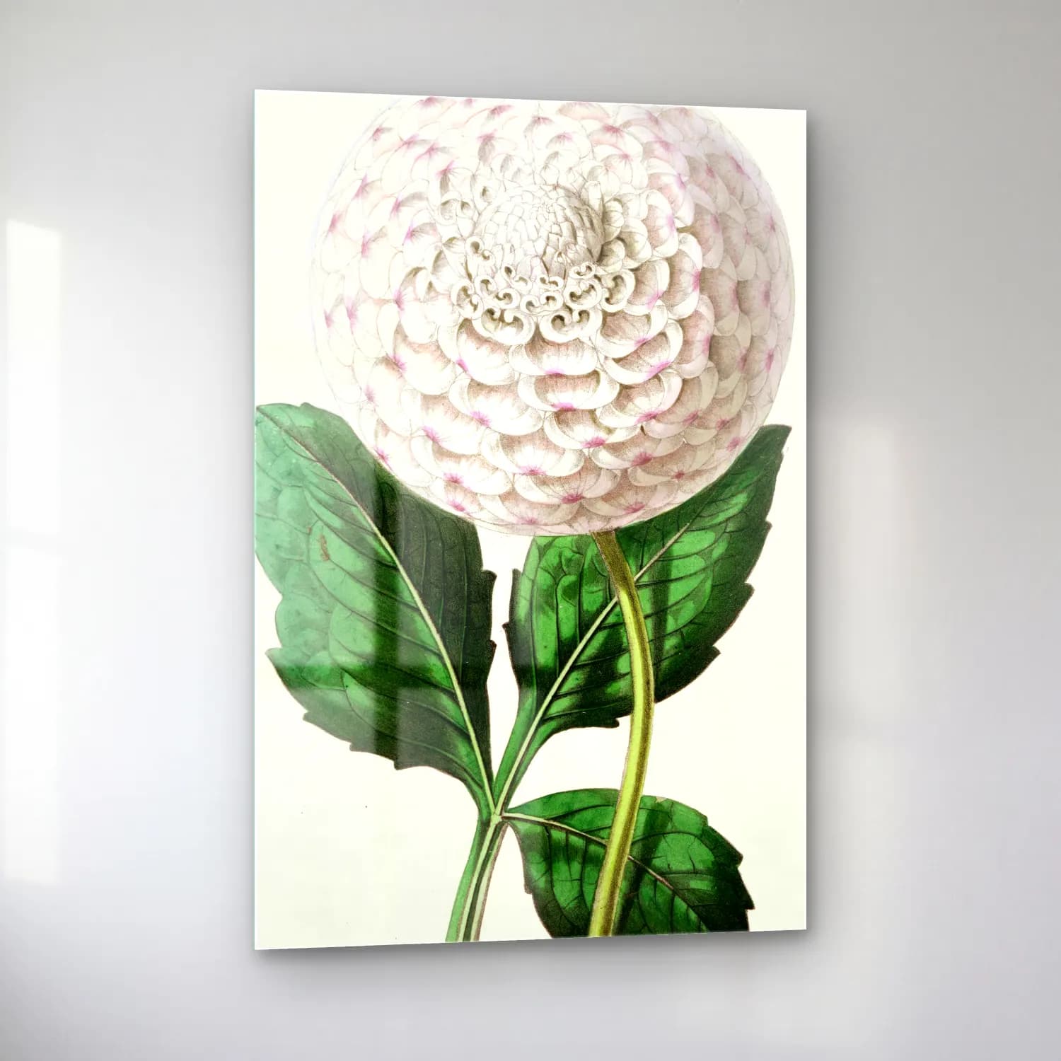 Botanik İllüstrasyon Çiçek Deseni No. 45 cam tablo — sol açıdan görünüm