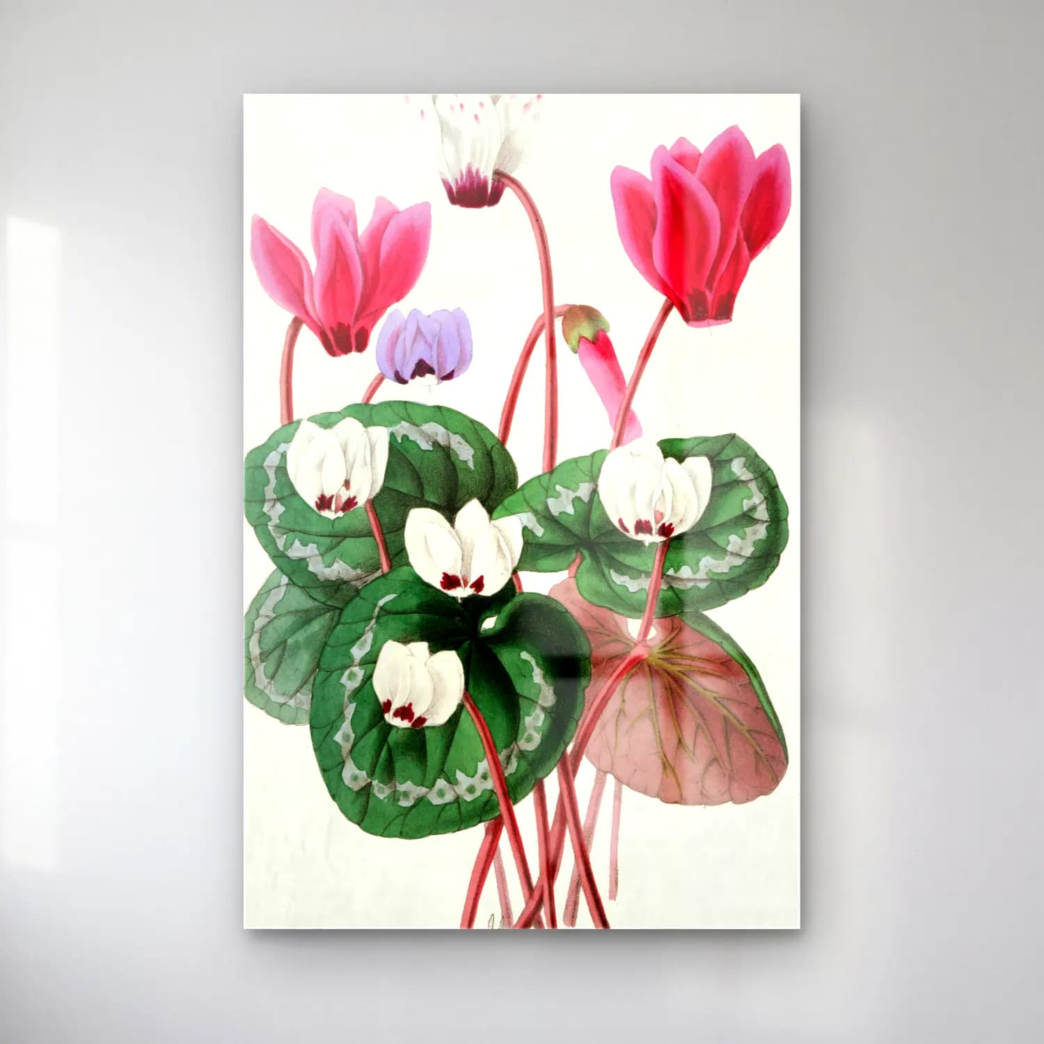 Botanik İllüstrasyon Lotus Çiçekleri No. 5 cam tablo — Botanik İllüstrasyon Lotus Çiçekleri No. 5 — botanik i̇llüstrasyon lotus çiçekleri