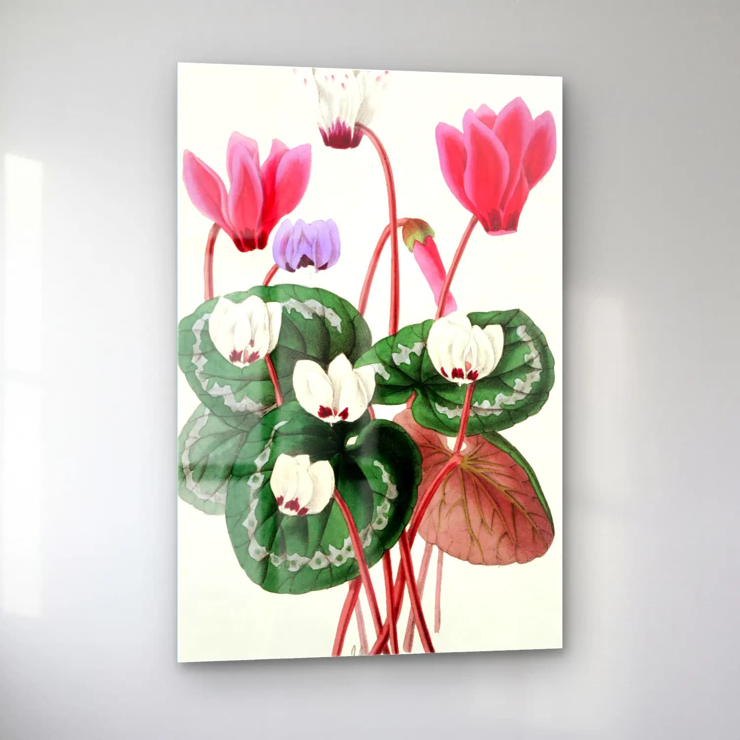 Botanik İllüstrasyon Lotus Çiçekleri No. 5 cam tablo — sol açıdan görünüm