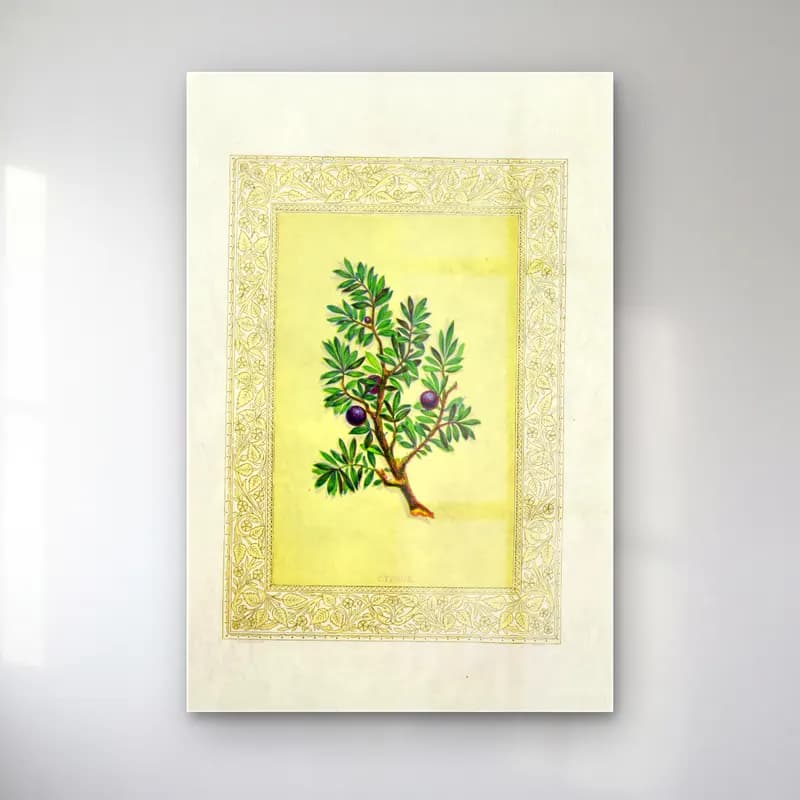 Botanik İllüstrasyon Zeytin Dalı No. 12 cam tablo — Botanik İllüstrasyon Zeytin Dalı No. 12 — botanik i̇llüstrasyon zeytin dalı