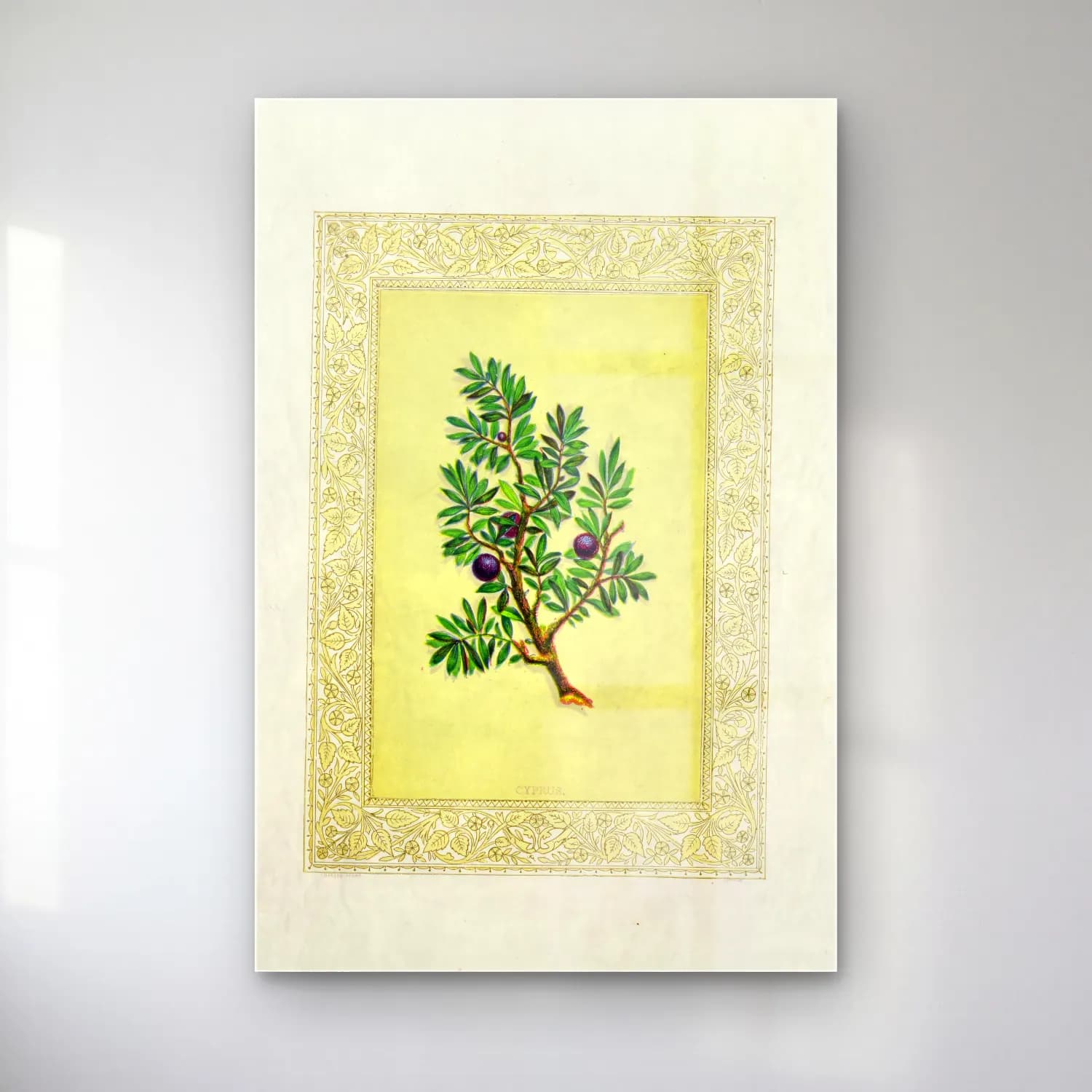 Botanik İllüstrasyon Zeytin Dalı No. 12 cam tablo — Botanik İllüstrasyon Zeytin Dalı No. 12 — botanik i̇llüstrasyon zeytin dalı