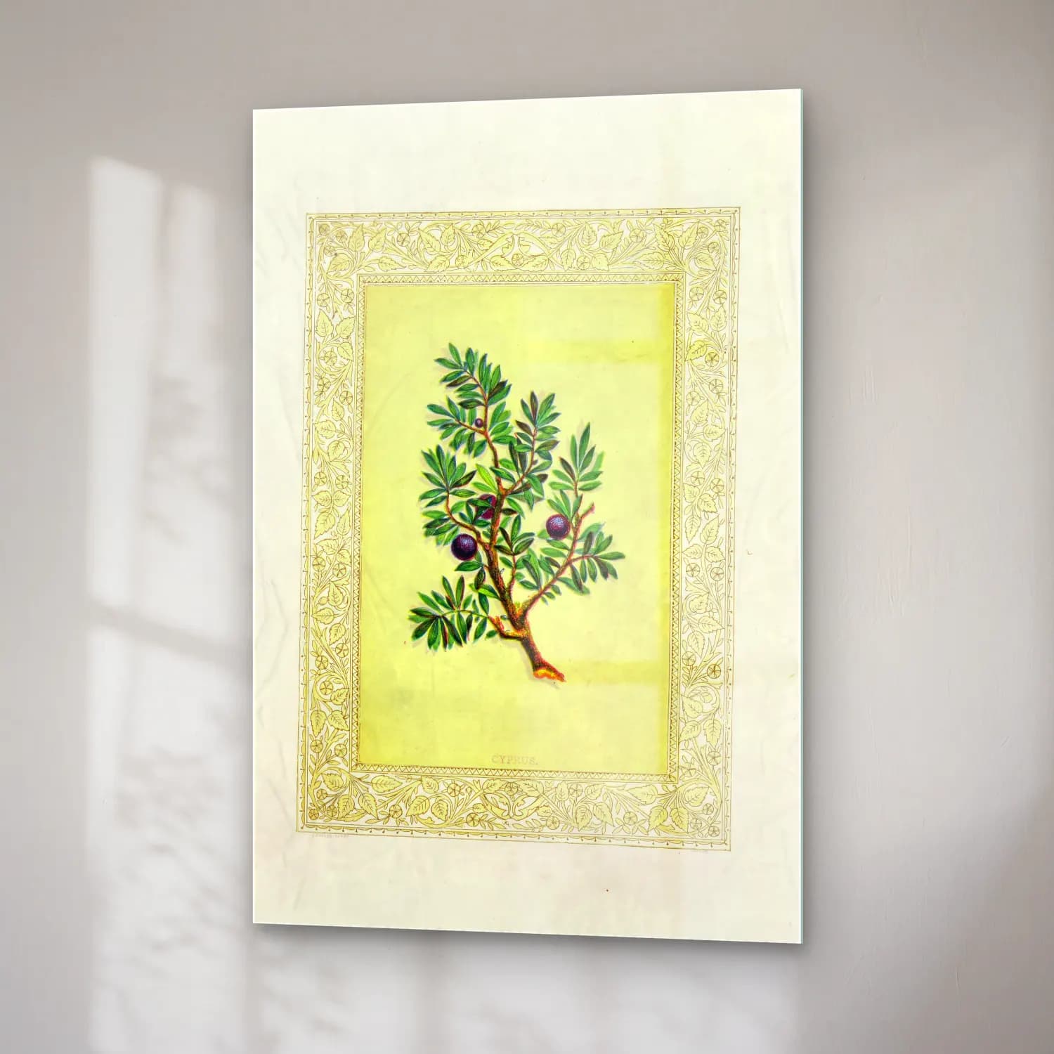 Botanik İllüstrasyon Zeytin Dalı No. 12 cam tablo — sağ açıdan görünüm