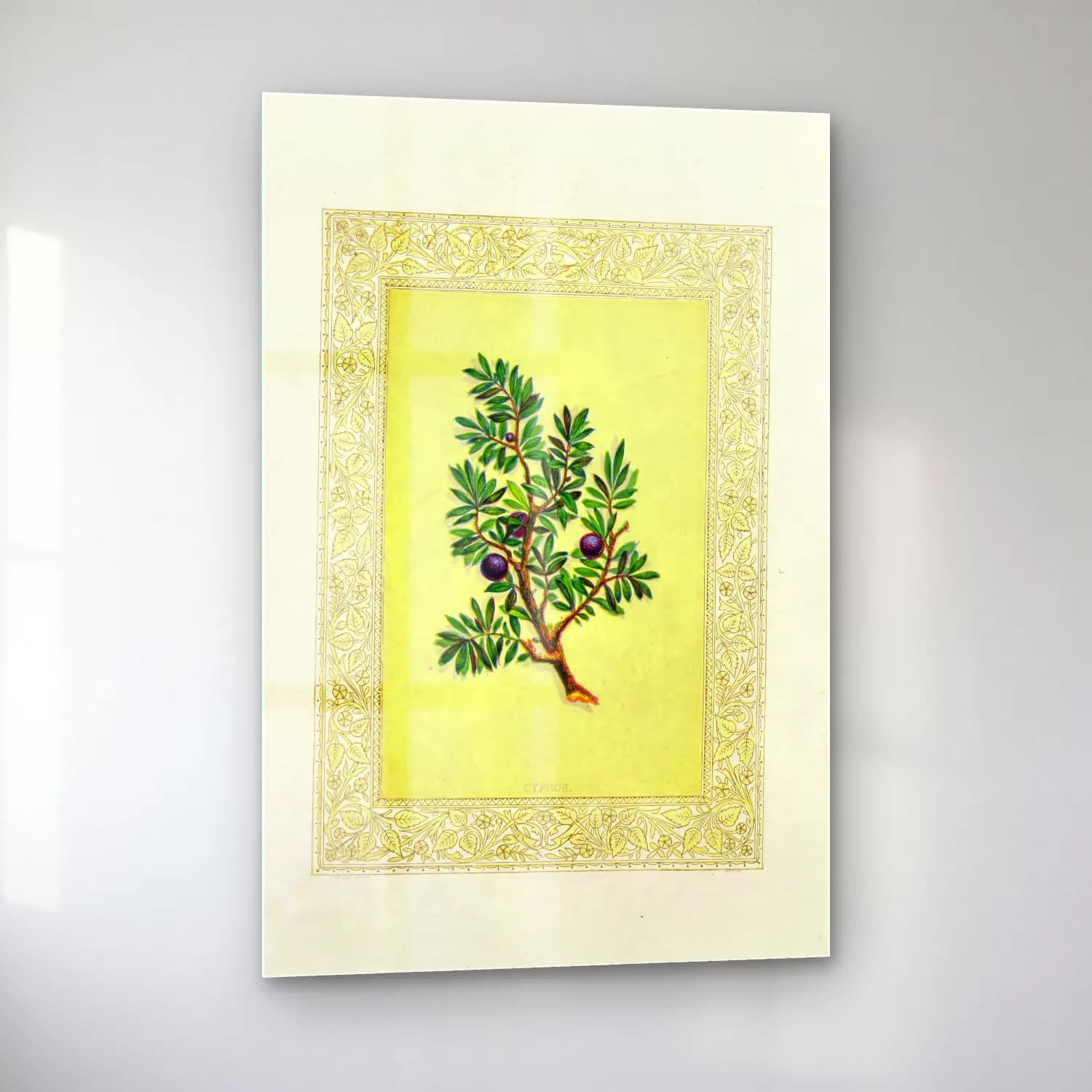 Botanik İllüstrasyon Zeytin Dalı No. 12 cam tablo — sol açıdan görünüm