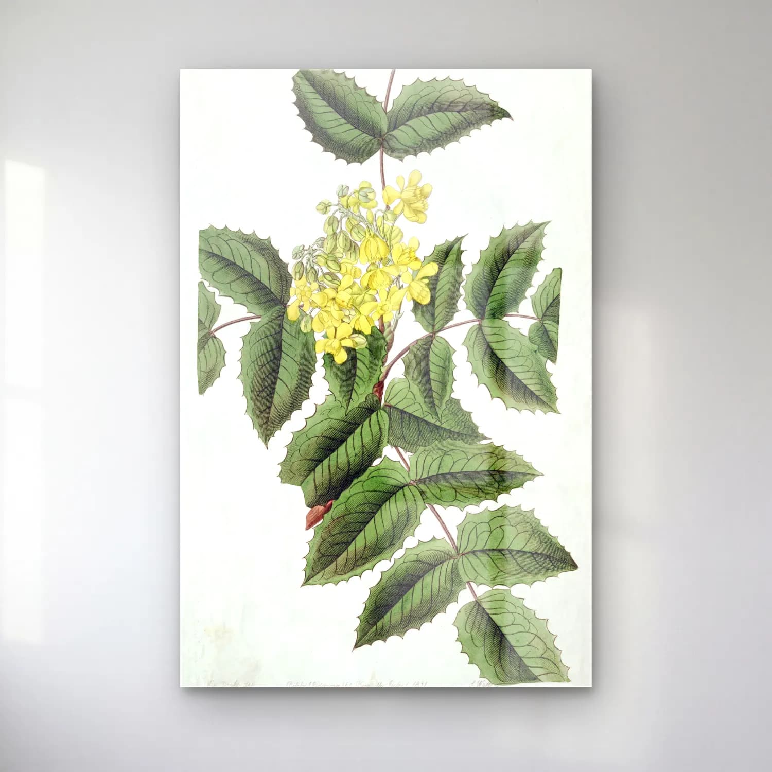 Botanik İllüstrasyon Limon Dalı No. 6 cam tablo — Botanik İllüstrasyon Limon Dalı No. 6 — botanik i̇llüstrasyon limon dalı