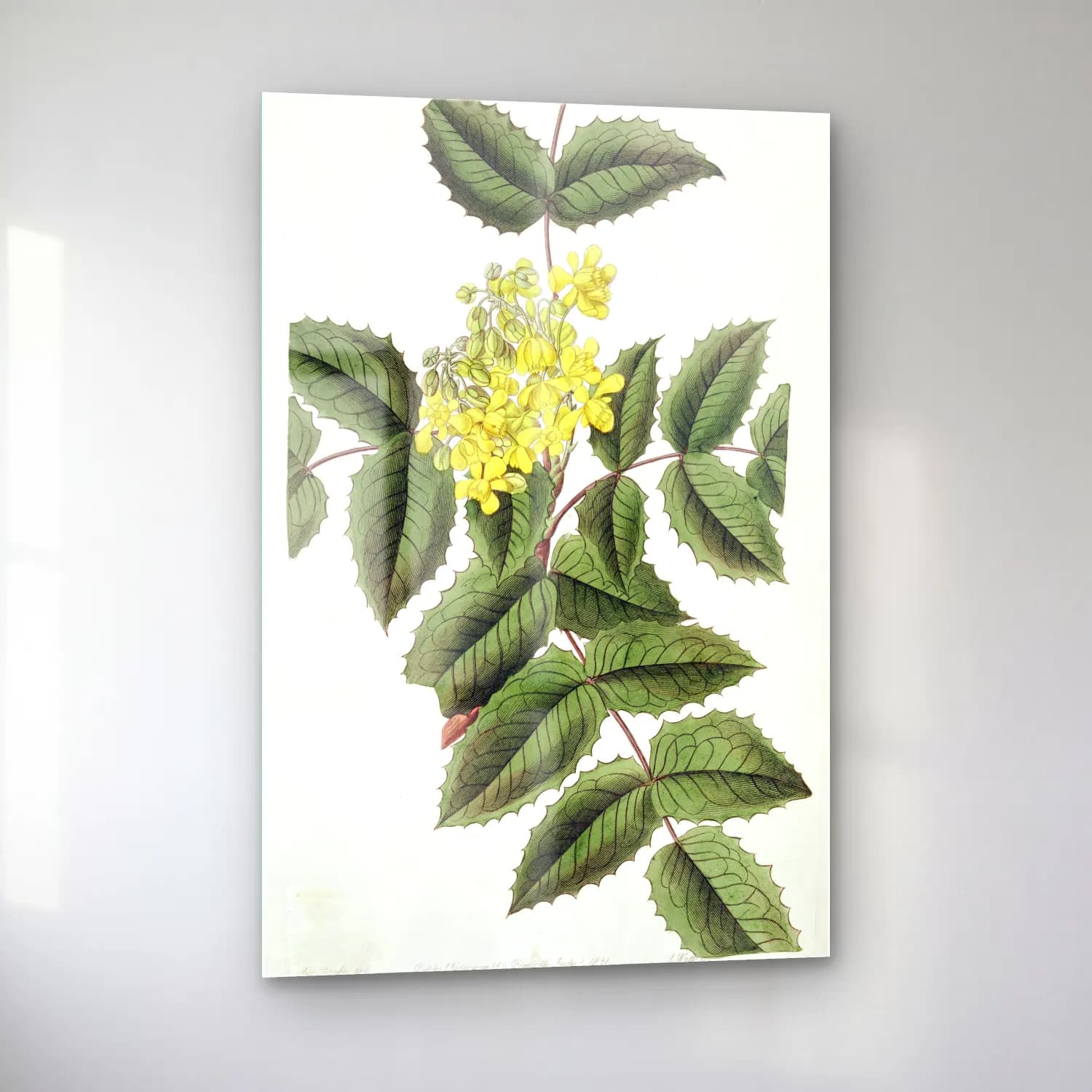 Botanik İllüstrasyon Limon Dalı No. 6 cam tablo — sol açıdan görünüm