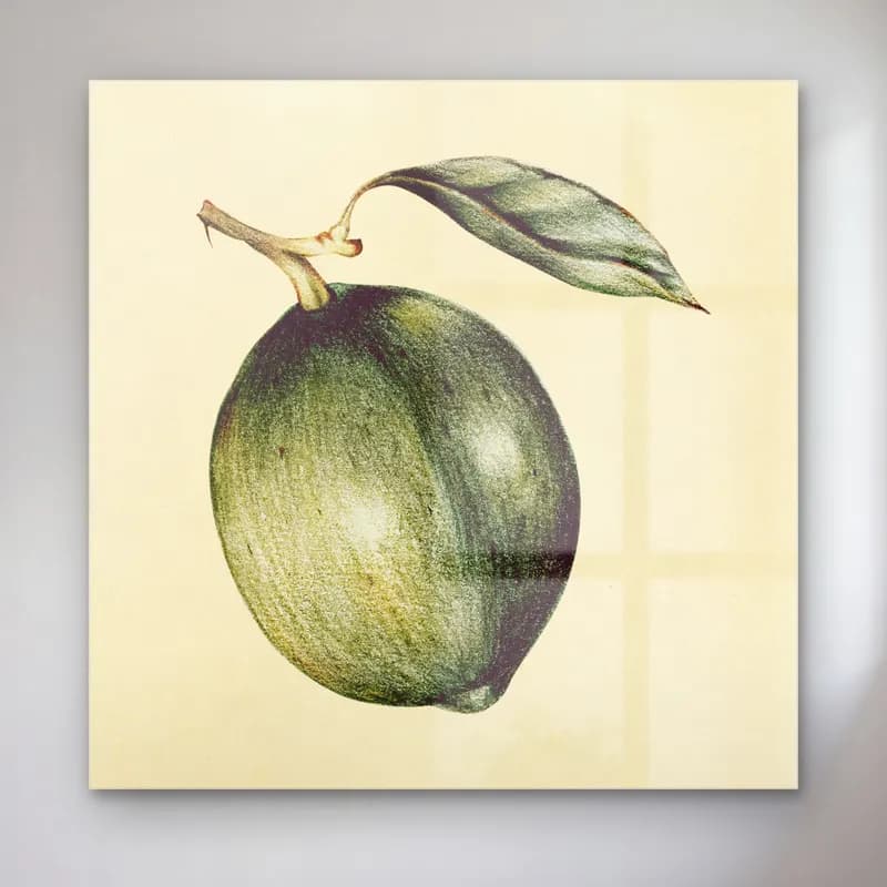 Botanik İllüstrasyon Zeytin Dalı No. 13 cam tablo — Botanik İllüstrasyon Zeytin Dalı No. 13 — botanik i̇llüstrasyon zeytin dalı