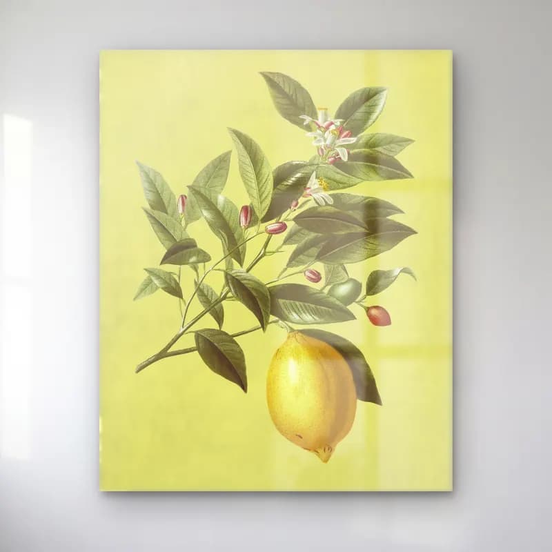 Botanik İllüstrasyon Limon Dalı No. 14 cam tablo — Botanik İllüstrasyon Limon Dalı No. 14 — botanik i̇llüstrasyon limon dalı
