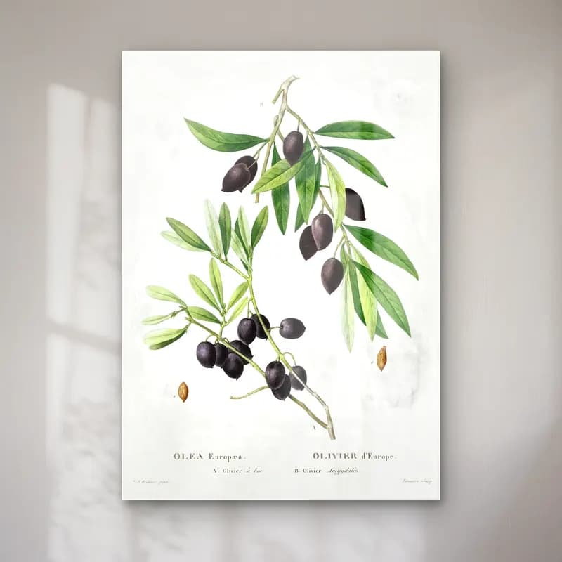 Botanik İllüstrasyon Zeytin Dalı No. 14 cam tablo — Botanik İllüstrasyon Zeytin Dalı No. 14 — botanik i̇llüstrasyon zeytin dalı