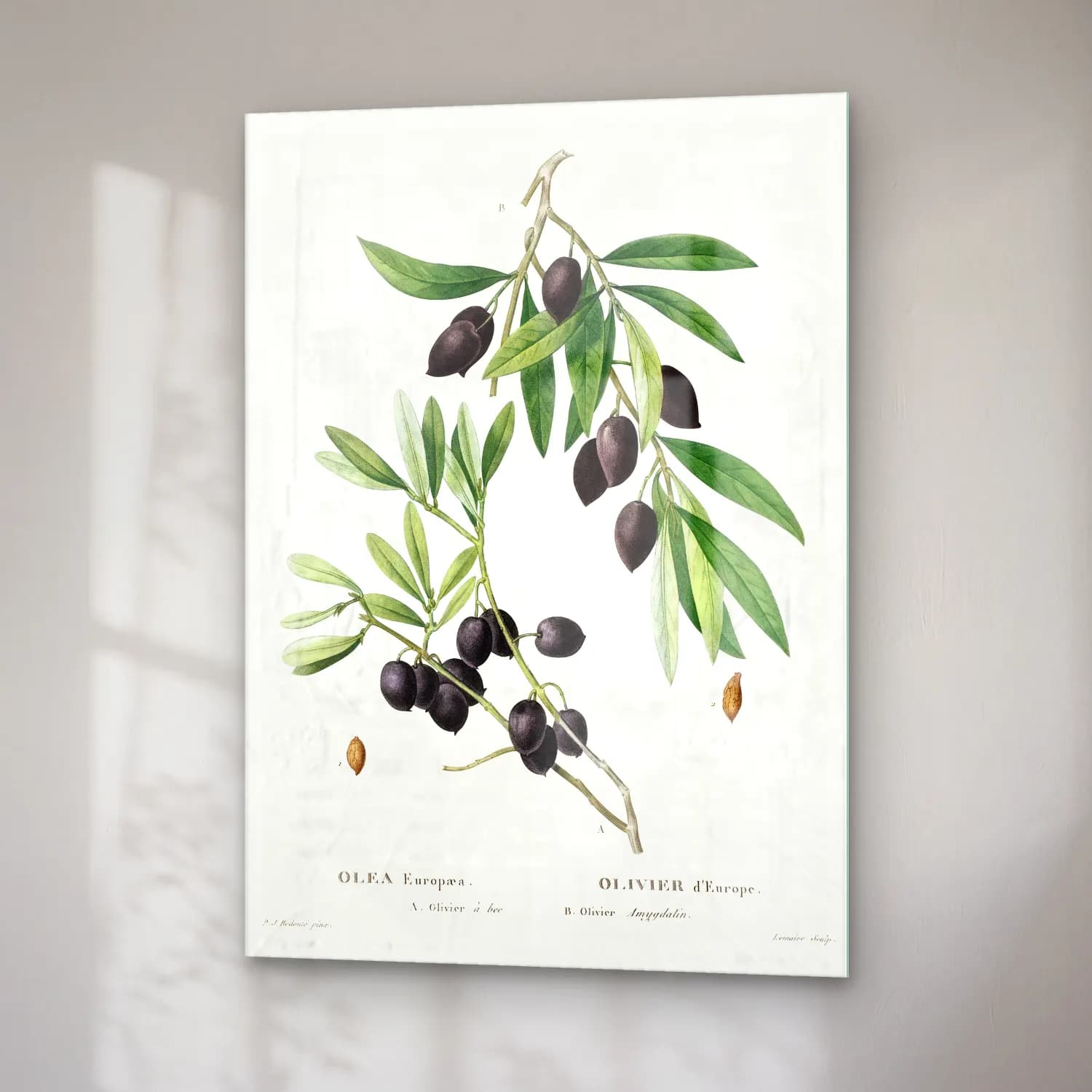 Botanik İllüstrasyon Zeytin Dalı No. 14 cam tablo — sağ açıdan görünüm