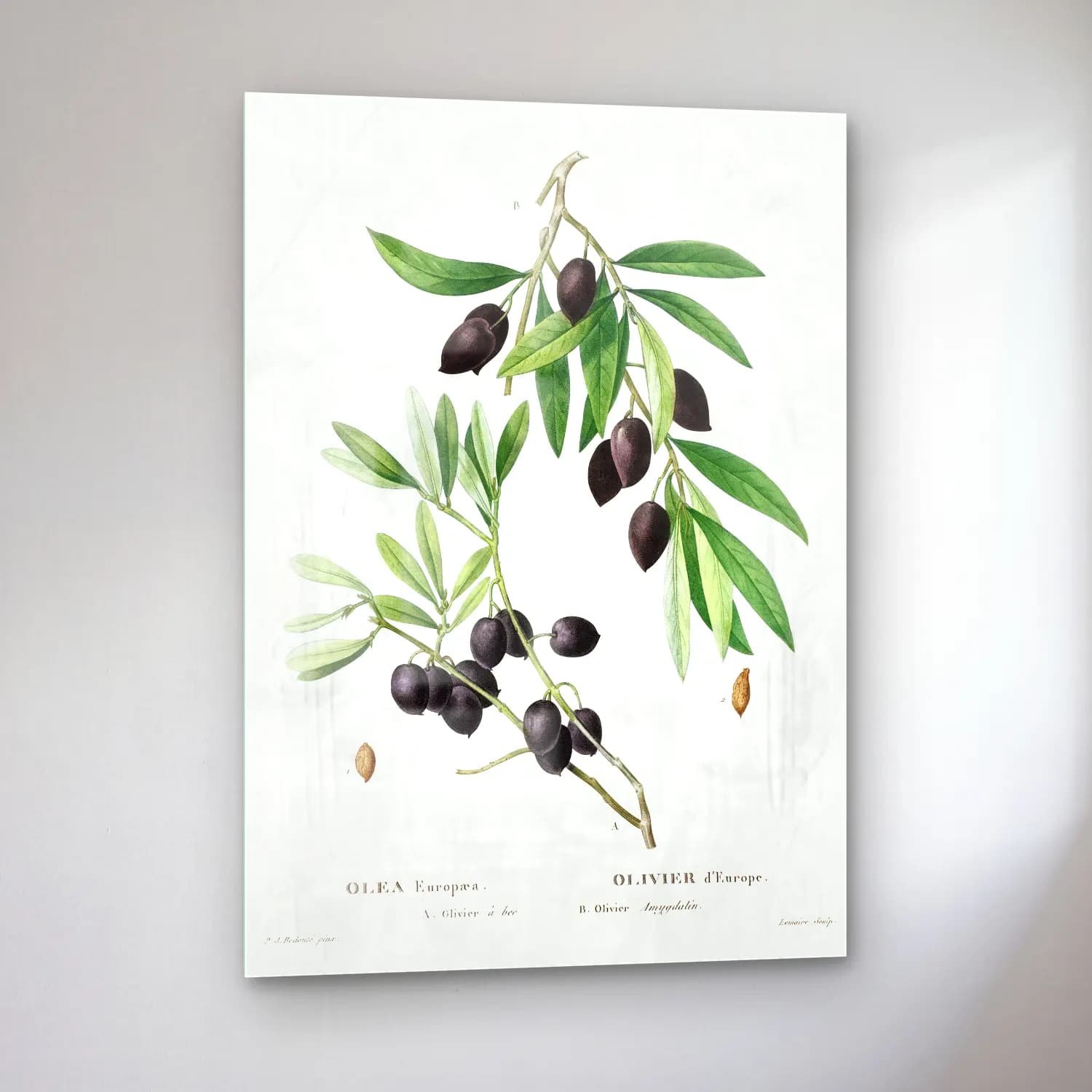 Botanik İllüstrasyon Zeytin Dalı No. 14 cam tablo — sol açıdan görünüm