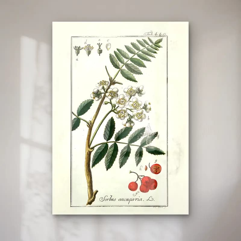Botanik İllüstrasyon Kirazlar No. 26 cam tablo — Botanik İllüstrasyon Kirazlar No. 26 — botanik i̇llüstrasyon kirazlar