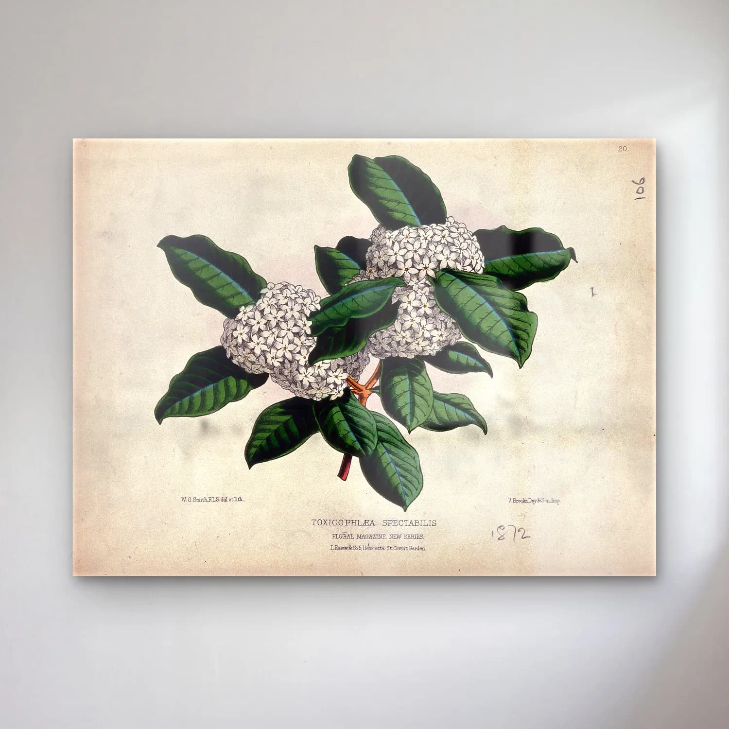 Botanik İllüstrasyon Ortancalar No. 12 cam tablo — Botanik İllüstrasyon Ortancalar No. 12 — botanik i̇llüstrasyon ortancalar