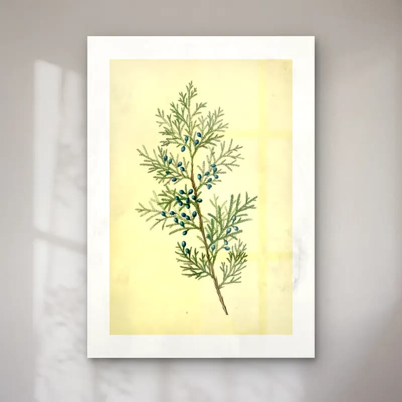 Botanik İllüstrasyon Zeytin Dalı No. 19 cam tablo — Botanik İllüstrasyon Zeytin Dalı No. 19 — botanik i̇llüstrasyon zeytin dalı