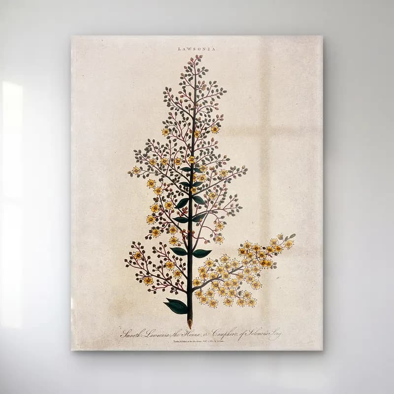 Botanik İllüstrasyon Limon Dalı No. 11 cam tablo — Botanik İllüstrasyon Limon Dalı No. 11 — botanik i̇llüstrasyon limon dalı