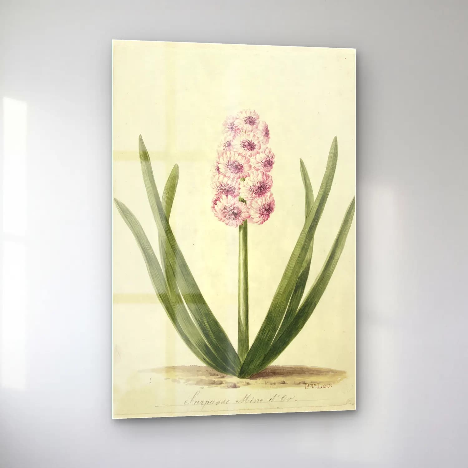Botanik İllüstrasyon Çiçek Deseni No. 103 cam tablo — sol açıdan görünüm
