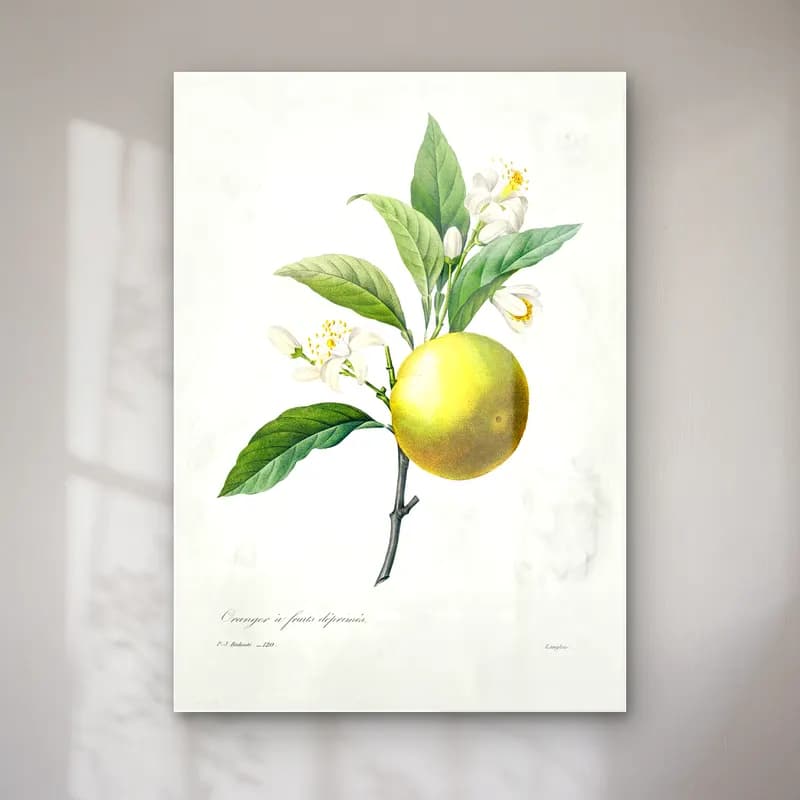 Botanik İllüstrasyon Limon Dalı No. 12 cam tablo — Botanik İllüstrasyon Limon Dalı No. 12 — botanik i̇llüstrasyon limon dalı