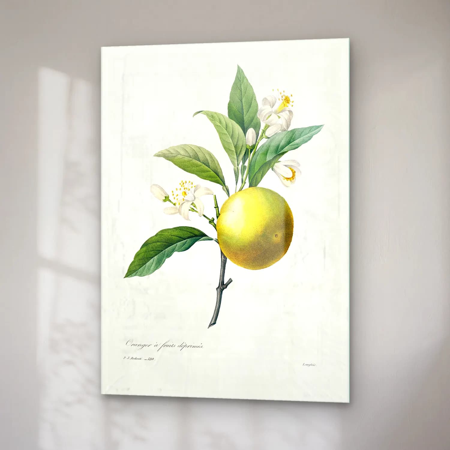Botanik İllüstrasyon Limon Dalı No. 12 cam tablo — sağ açıdan görünüm