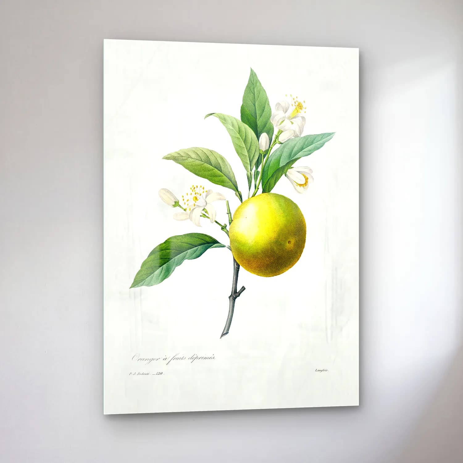 Botanik İllüstrasyon Limon Dalı No. 12 cam tablo — sol açıdan görünüm