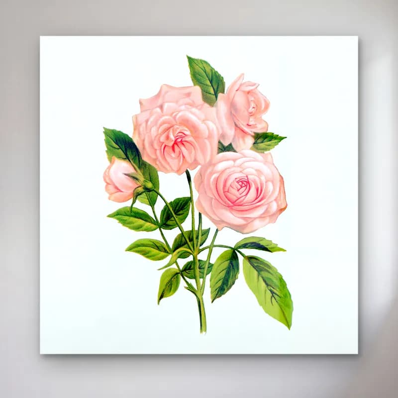 Botanik İllüstrasyon Güller No. 23 cam tablo — Botanik İllüstrasyon Güller No. 23 — botanik i̇llüstrasyon güller