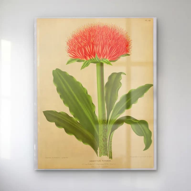 Botanik İllüstrasyon Çiçek Deseni No. 115 cam tablo — Botanik İllüstrasyon Çiçek Deseni No. 115 — botanik i̇llüstrasyon çiçek deseni