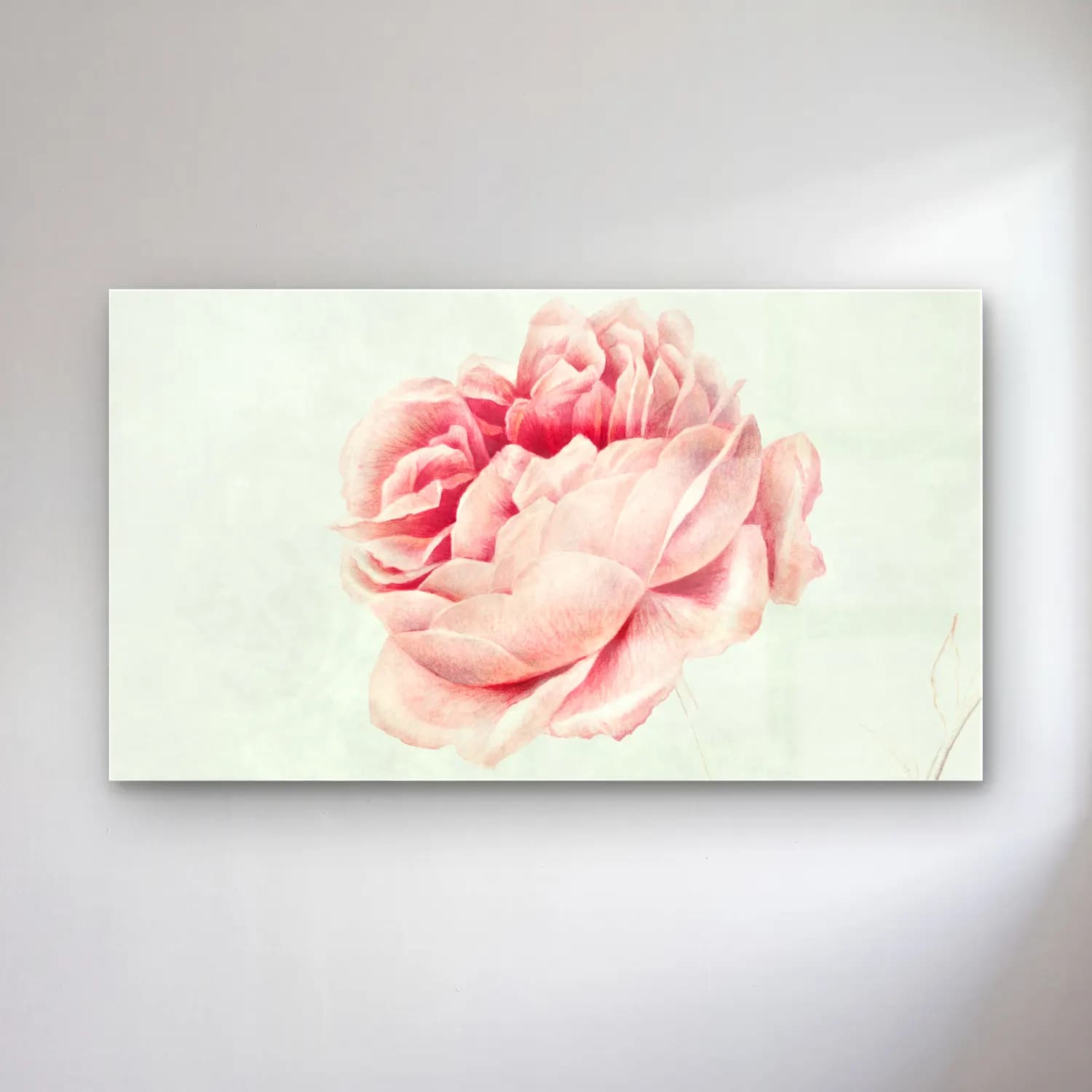 Botanik İllüstrasyon Pembe Şakayıklar No. 6 cam tablo — Botanik İllüstrasyon Pembe Şakayıklar No. 6 — botanik i̇llüstrasyon pembe şakayıklar