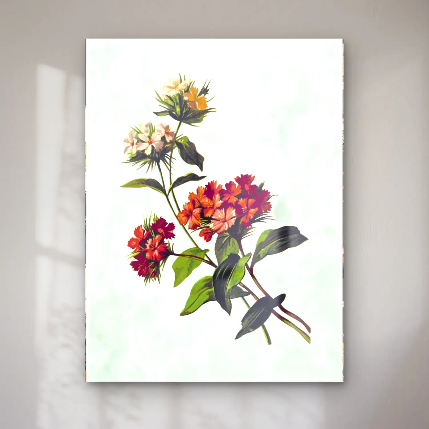 T. Fisher Unwin – Sweet William flower from Poets in the Garden published cam tablo — T. Fisher Unwin – Sweet William flower from Poets in the Garden published — botanik i̇llüstrasyon kır çiçekleri