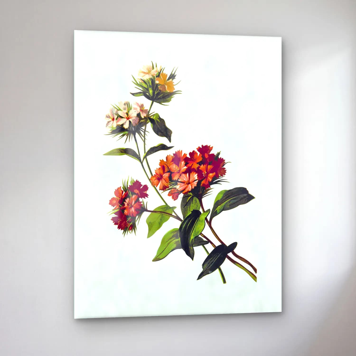T. Fisher Unwin – Sweet William flower from Poets in the Garden published cam tablo — sol açıdan görünüm