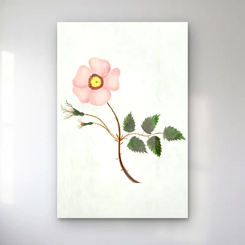 Mary Altha Nims – Wild Rose cam tablo — Mary Altha Nims – Wild Rose — botanik i̇llüstrasyon çiçek deseni