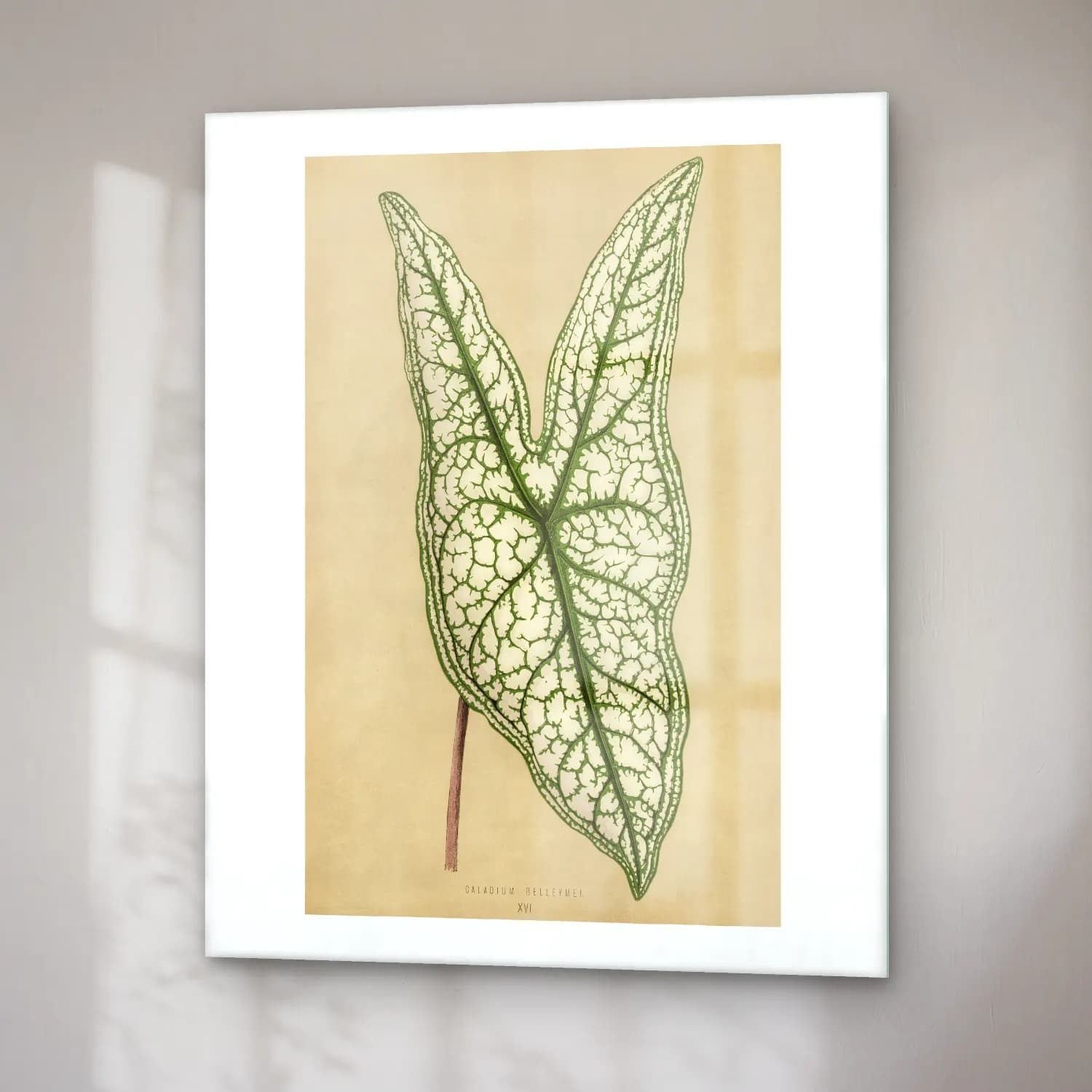 Botanik İllüstrasyon Botanik Yapraklar No. 38 cam tablo — sağ açıdan görünüm