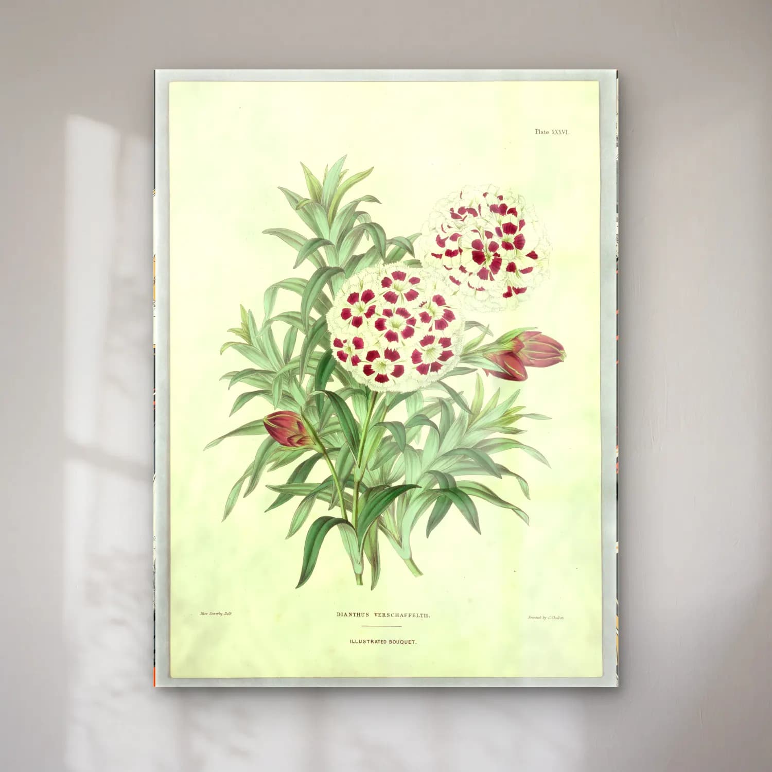 Botanik İllüstrasyon Çiçek Deseni No. 129 cam tablo — Botanik İllüstrasyon Çiçek Deseni No. 129 — botanik i̇llüstrasyon çiçek deseni