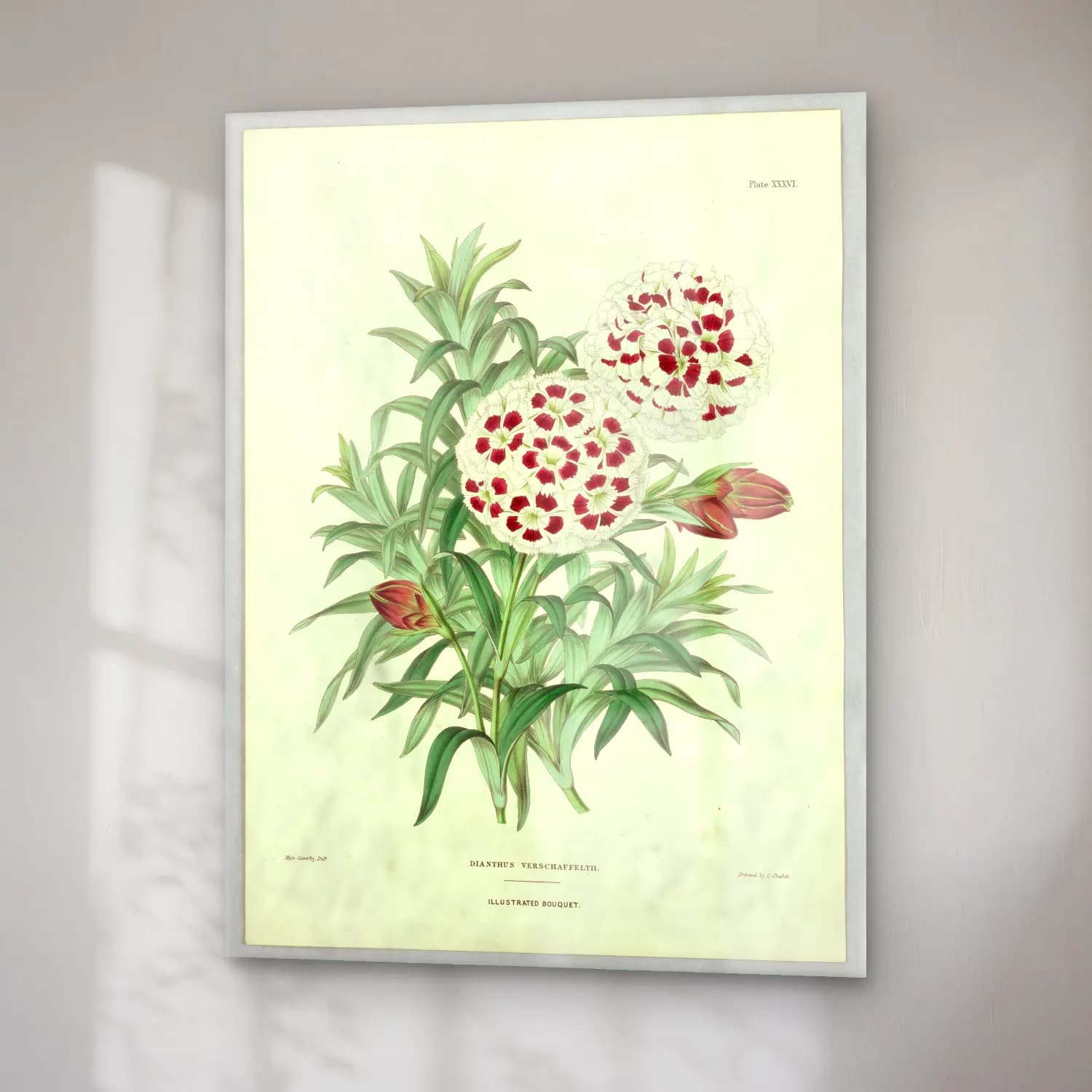 Botanik İllüstrasyon Çiçek Deseni No. 129 cam tablo — sağ açıdan görünüm