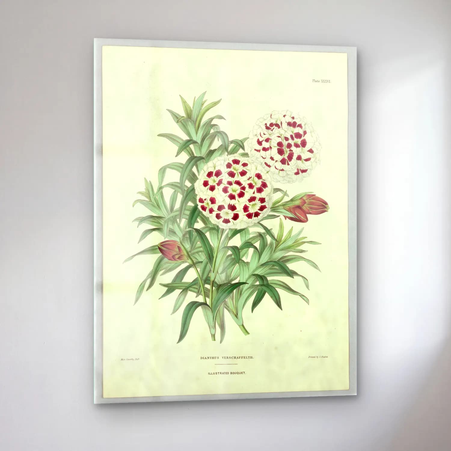 Botanik İllüstrasyon Çiçek Deseni No. 129 cam tablo — sol açıdan görünüm