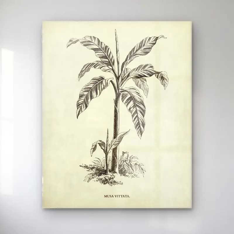 Botanik İllüstrasyon Palmiye Yaprağı No. 7 cam tablo — Botanik İllüstrasyon Palmiye Yaprağı No. 7 — botanik i̇llüstrasyon palmiye yaprağı