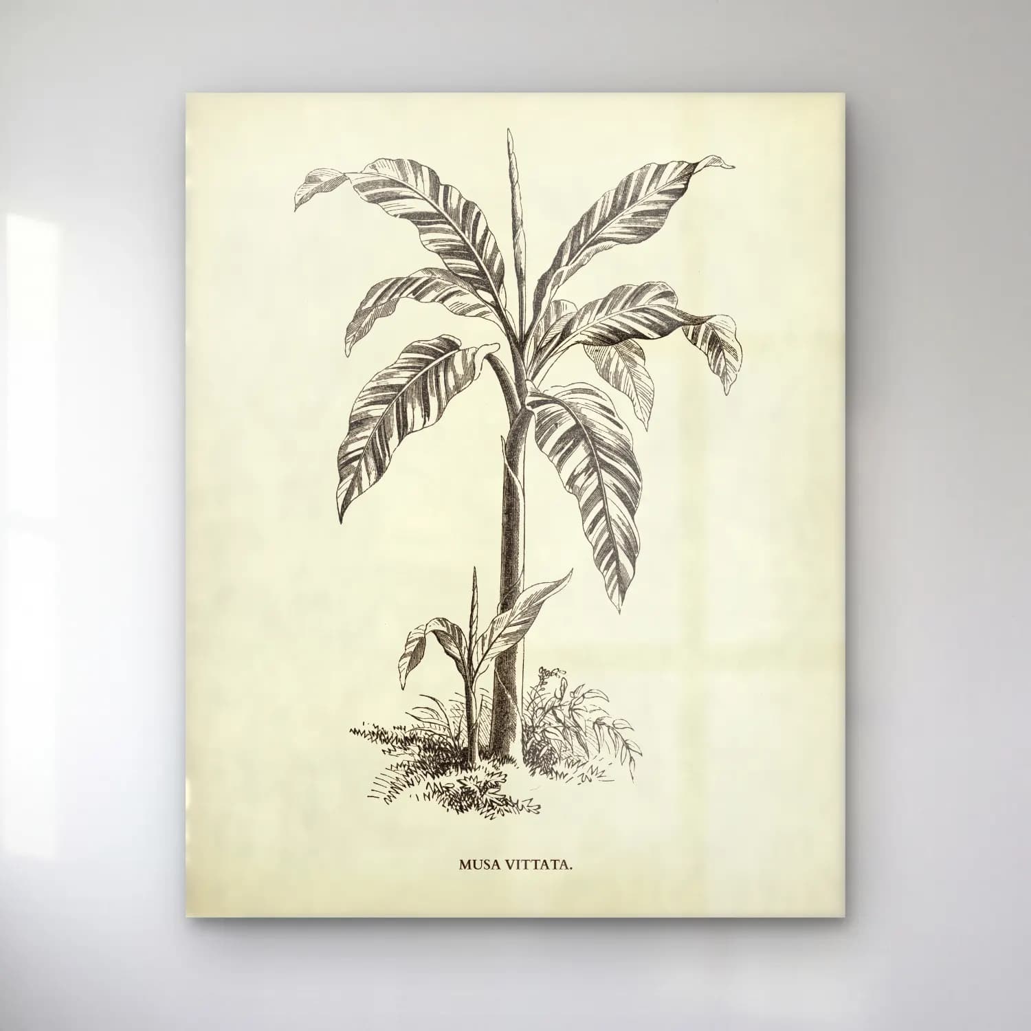 Botanik İllüstrasyon Palmiye Yaprağı No. 7 cam tablo — Botanik İllüstrasyon Palmiye Yaprağı No. 7 — botanik i̇llüstrasyon palmiye yaprağı