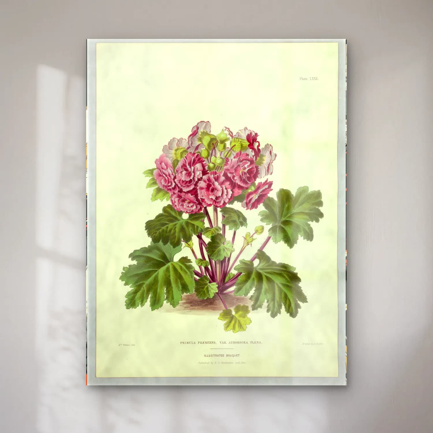 Botanik İllüstrasyon Çiçek Deseni No. 130 cam tablo — Botanik İllüstrasyon Çiçek Deseni No. 130 — botanik i̇llüstrasyon çiçek deseni
