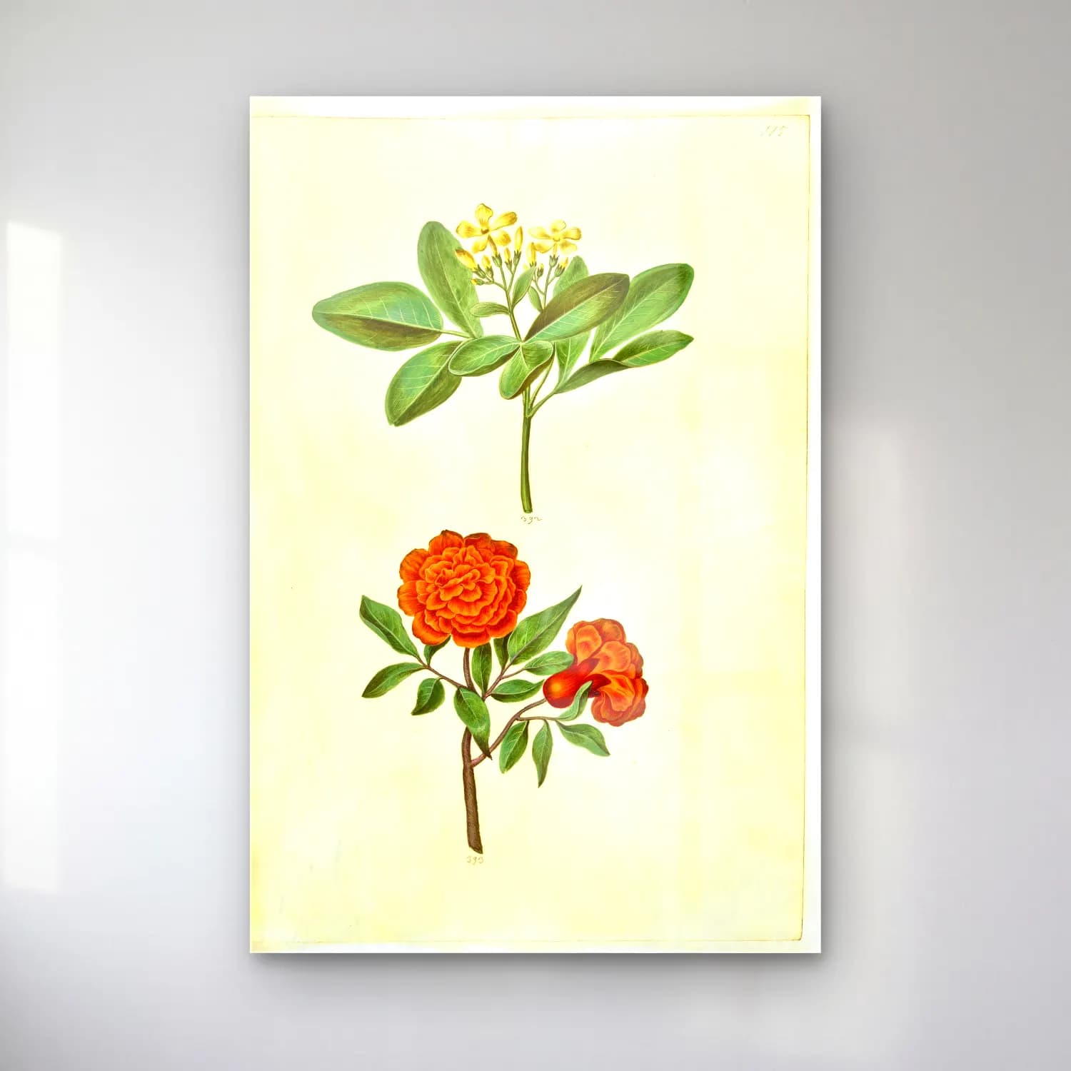 Botanik İllüstrasyon Çiçek Deseni No. 136 cam tablo — Botanik İllüstrasyon Çiçek Deseni No. 136 — botanik i̇llüstrasyon çiçek deseni