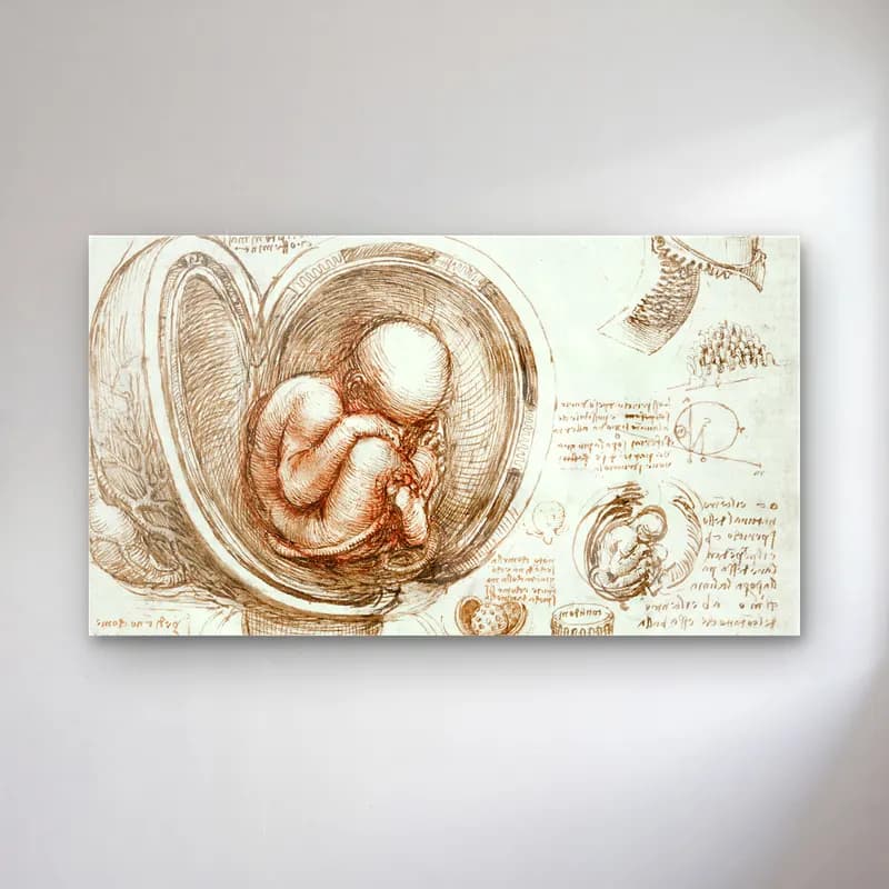 Leonardo da Vinci – Studies of the Fetus in the Womb cam tablo — Leonardo da Vinci – Studies of the Fetus in the Womb — vintage anatomi çizimi