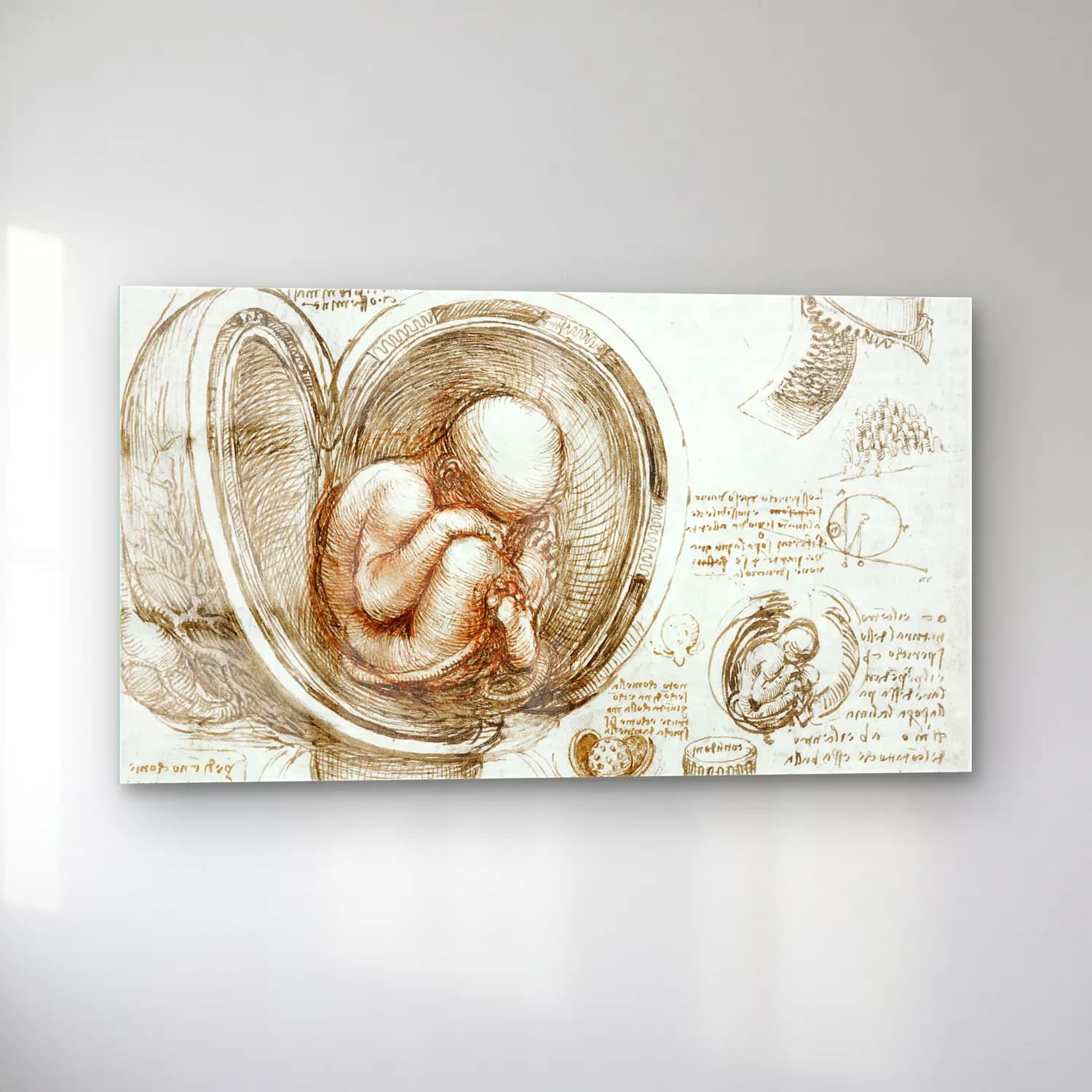 Leonardo da Vinci – Studies of the Fetus in the Womb cam tablo — sol açıdan görünüm