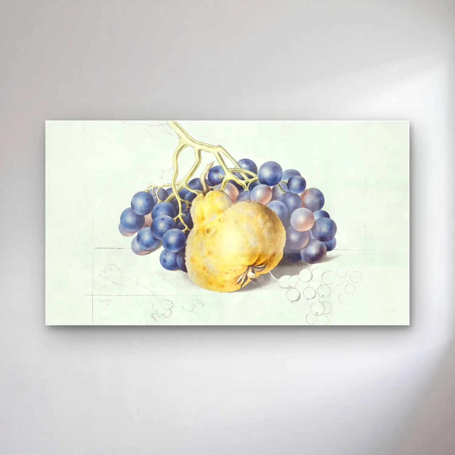 Botanik İllüstrasyon Üzümler – Pastel Tonlar cam tablo — Botanik İllüstrasyon Üzümler – Pastel Tonlar — botanik i̇llüstrasyon üzümler