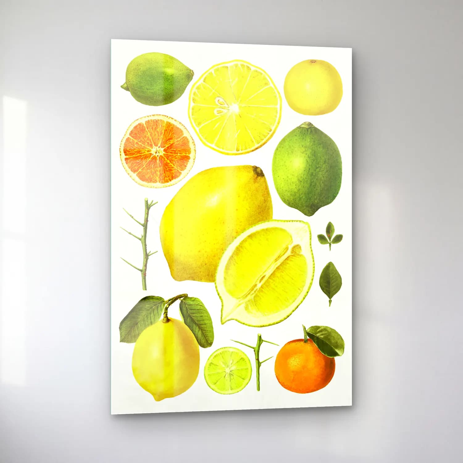 Botanik İllüstrasyon Limonlar No. 6 cam tablo — sol açıdan görünüm