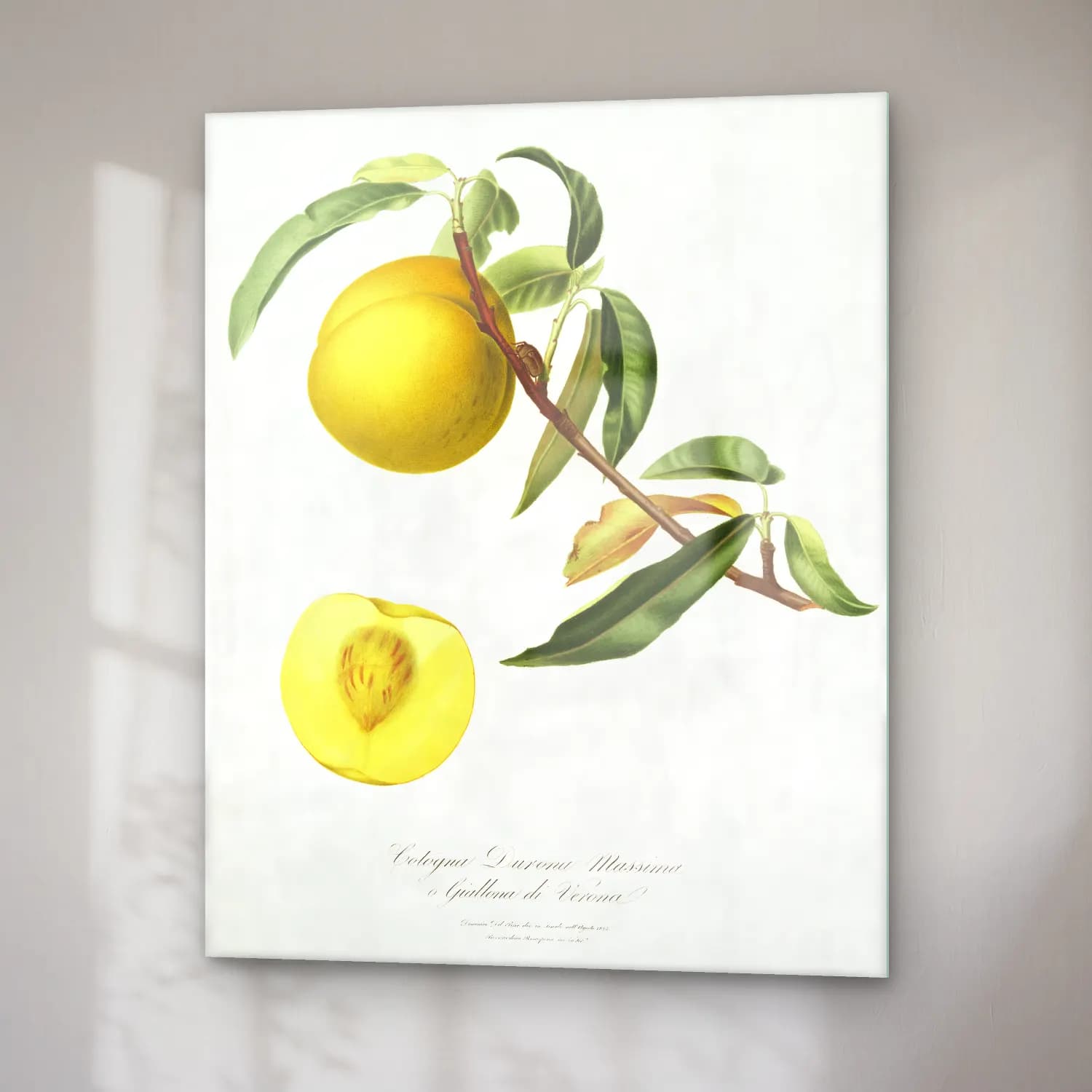 Botanik İllüstrasyon Limon Dalı No. 12 cam tablo — sağ açıdan görünüm