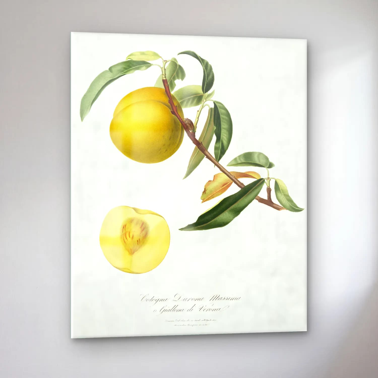 Botanik İllüstrasyon Limon Dalı No. 12 cam tablo — sol açıdan görünüm