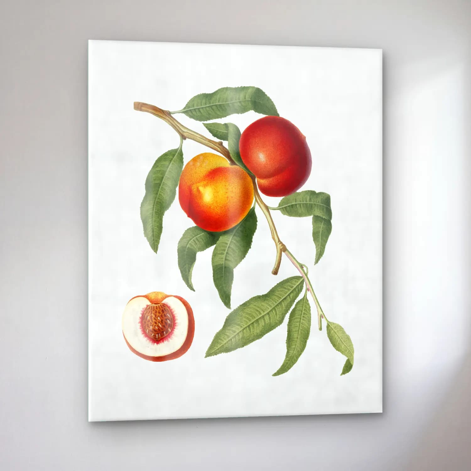 Botanik İllüstrasyon Meyveli Natürmort No. 27 cam tablo — sol açıdan görünüm