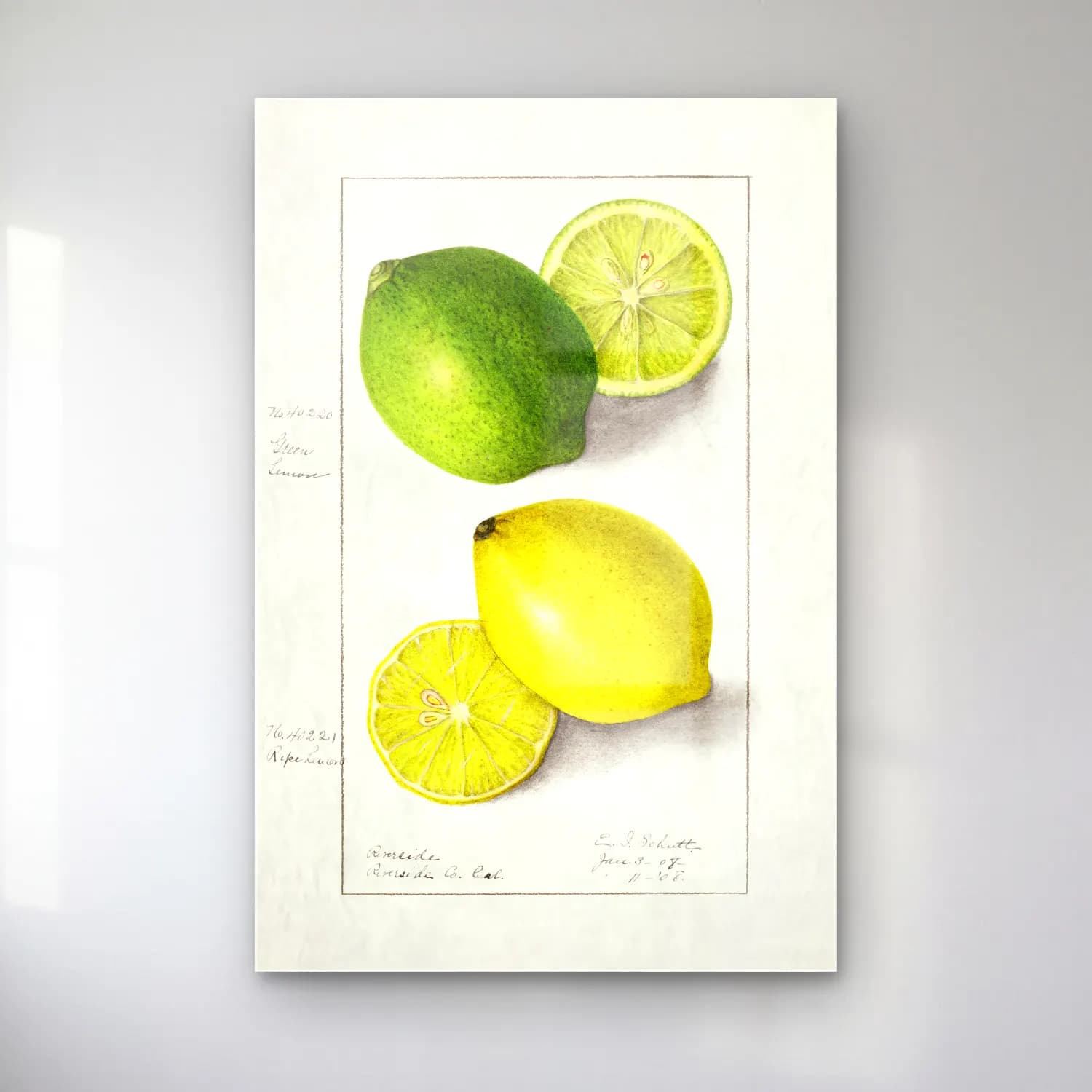 Botanik İllüstrasyon Limonlar No. 10 cam tablo — Botanik İllüstrasyon Limonlar No. 10 — botanik i̇llüstrasyon limonlar
