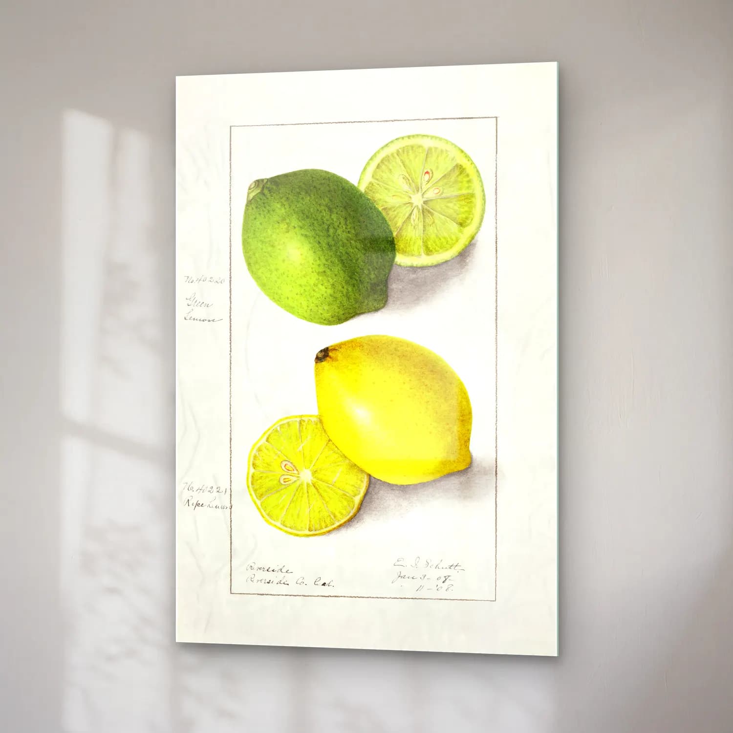 Botanik İllüstrasyon Limonlar No. 10 cam tablo — sağ açıdan görünüm