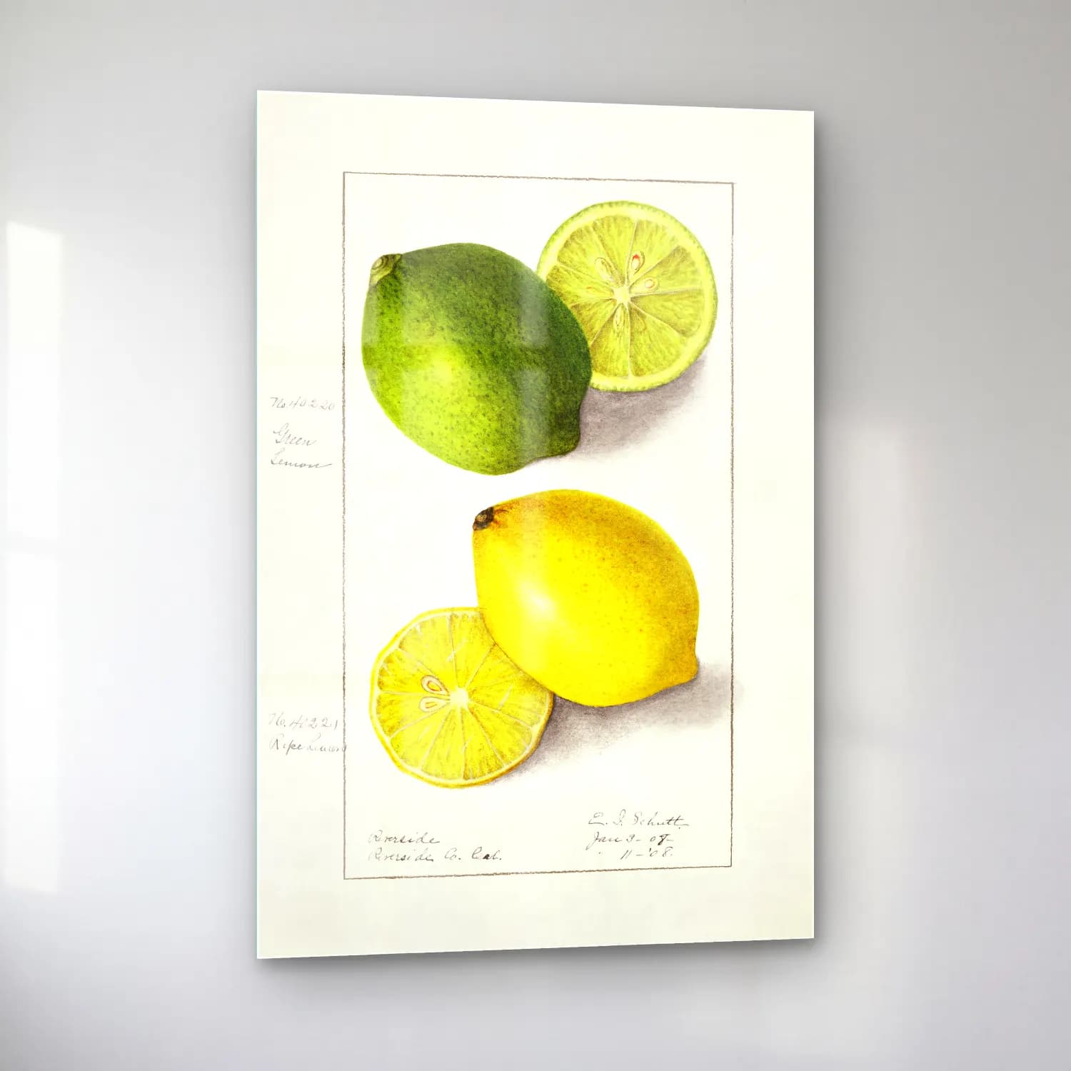 Botanik İllüstrasyon Limonlar No. 10 cam tablo — sol açıdan görünüm