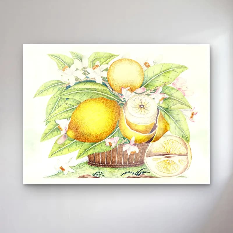 Botanik İllüstrasyon Limonlar No. 12 cam tablo — Botanik İllüstrasyon Limonlar No. 12 — botanik i̇llüstrasyon limonlar